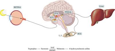 Effect of Melatonin for Regulating Mesenchymal Stromal Cells and Derived Extracellular Vesicles